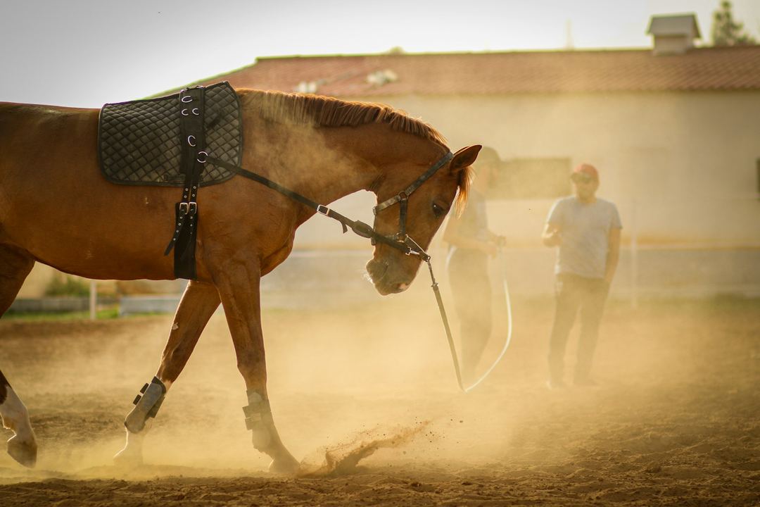 A man works a horse on a long lead in a dusty arena at golden hour