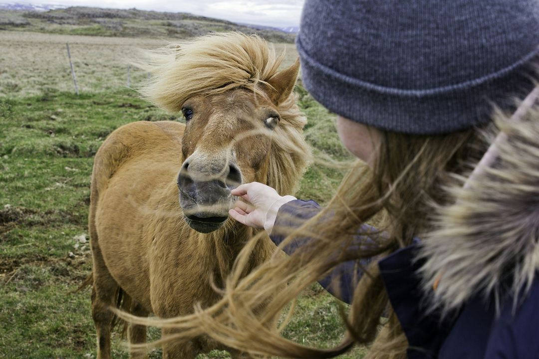 A woman in a knit beanie reaches out to a shaggy pony in a field